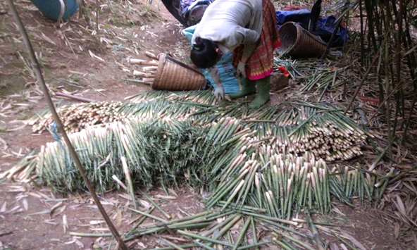Mô hình trồng Măng sặt chi hội nông dân bản Suối Chát, xã Suối Bau  cho thu nhập kinh tế cao