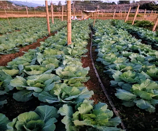 Chuyển đổi diện tích ruộng 1 vụ sang trồng rau, mang lại thu nhập  cho hội viên nông dân HTX Lương An, huyện Vân Hồ