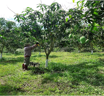 Mô hình trồng xoài sử dụng bao chái quả - Một hướng đi mới trên địa bàn huyện Vân Hồ 