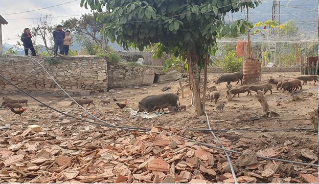 Mô hình nuôi lợn rừng của hội viên nông dân xã Chiềng Pha, huyện Thuận Châu 