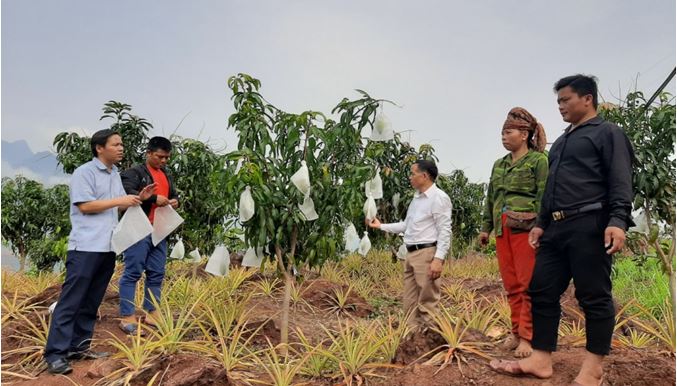 Hội Nông dân huyện Quỳnh Nhai vận động hội viên, nông dân bao trái cây
