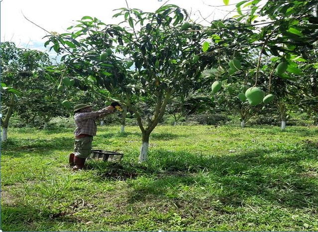 Mô hình trồng xoài sử dụng bao chái quả  Một hướng đi mới trên địa bàn huyện Vân Hồ 
