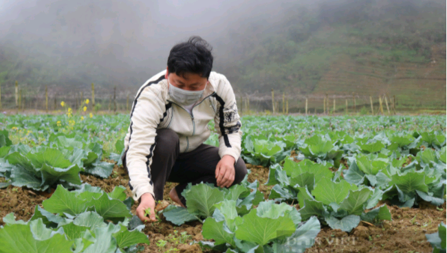 Chi hội trưởng nông dân người Mông tiết lộ bí quyết trồng bắp cải xuất bán vào siêu thị Big C