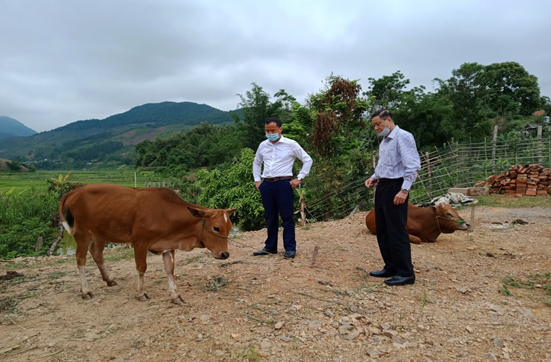 Nhân rộng và phát triển mô hình chăn nuôi bò sinh sản tại xã Púng Bánh huyện Sốp Cộp