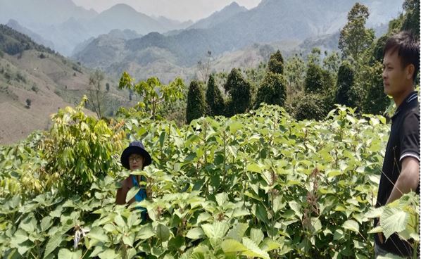 Mô hình trồng cây gai xanh phát triển hiệu quả tại xã Quang Minh,  huyện Vân Hồ