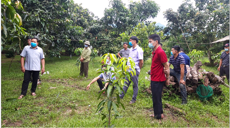 Ban quản lý dự án “VOF” Hội Nông dân tỉnh Sơn La tổ chức tập huấn kỹ thuật cắt tỉa cành, kích hoa, chăm sóc quả
