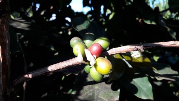 Tưới nước trong nở hoa cây cà phê chè (Coffea arabica L.)
