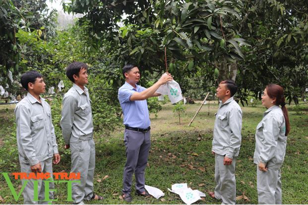 Description: Sơn La phát động phong trào &quot;mặc áo&quot; cho trái cây phục vụ tiêu thụ, xuất khẩu - Ảnh 7.