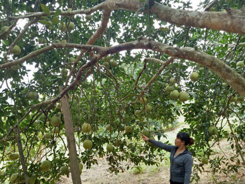 Mô hình trồng cây ăn quả của hội viên nông dân xã Chiềng Sơn, huyện Mộc Châu