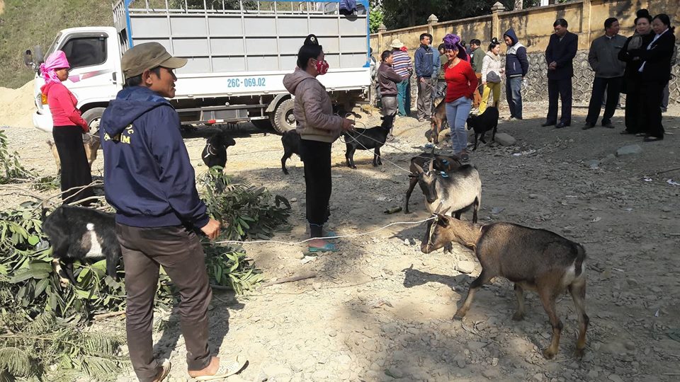 Trung tâm Dạy nghề và Hỗ trợ nông dân tỉnh trao dê sinh sản cho 32 hộ hội viên nông dân huyện Mường La bị ảnh hưởng do mưa lũ