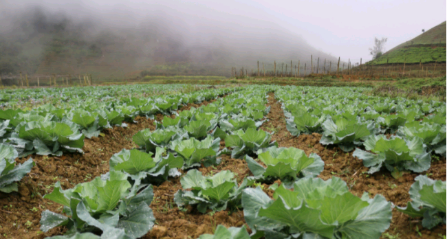 Chi hội trưởng Chi hội nông dân người Mông tiết lộ tiết lộ bí quyết trồng bắp cải xuất vào siêu thị Big C - Ảnh 3.