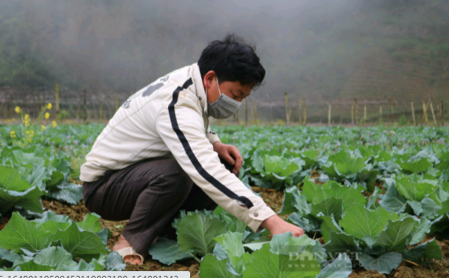 Chi hội trưởng Chi hội nông dân người Mông tiết lộ tiết lộ bí quyết trồng bắp cải xuất vào siêu thị Big C - Ảnh 4.